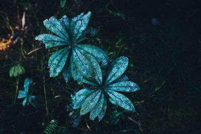 High angle view of plant on field