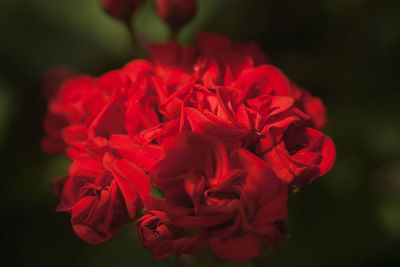 Close-up of red roses
