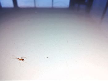 High angle view of insect on floor