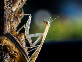 Close-up of insect on plant