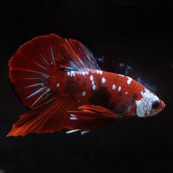 Close-up of fish swimming in sea