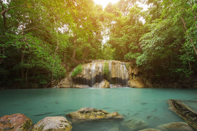 Scenic view of waterfall in forest