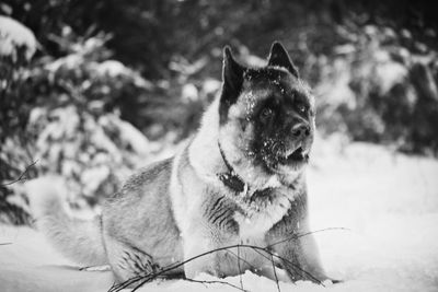 Dog looking away on snow covered land