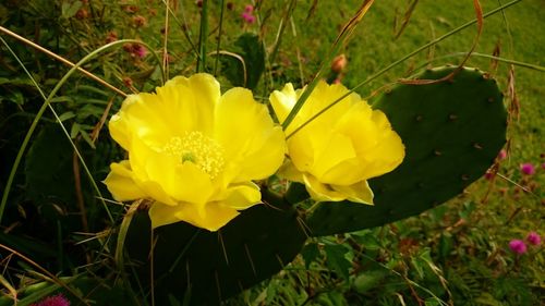 Close-up of yellow flower