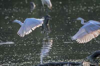 Bird flying over lake