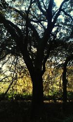 Bare trees against sky