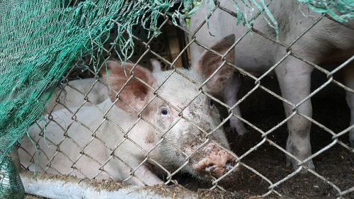 View of an animal in cage