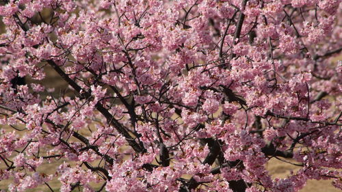 Low angle view of pink cherry blossom tree