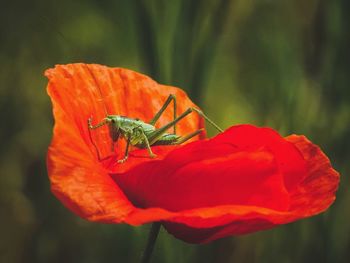 Close-up of insect on red flower