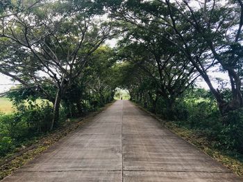 Empty road along trees