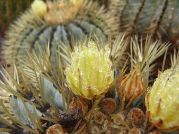 Close-up of crab on flowers