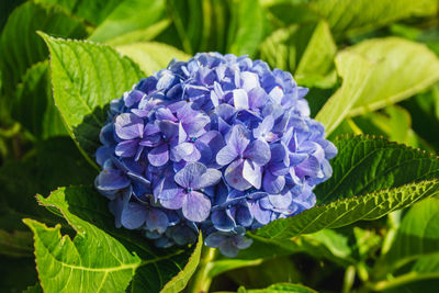 Close-up of purple flowering plant