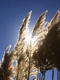 Low angle view of trees against clear blue sky