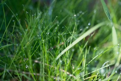 Close-up of water drops on grass during rainy season