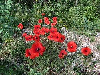 Close-up of red poppy flowers on field