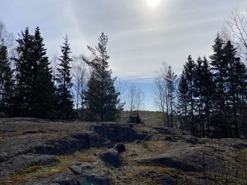 Low angle view of trees in forest against sky