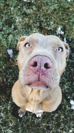 Close-up portrait of dog