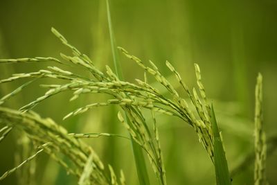 Close-up of wheat growing on field