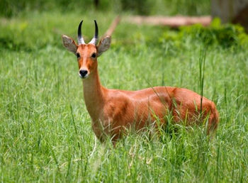 Portrait of deer on field