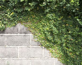 Close-up of ivy growing on tree