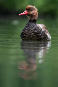 Close-up of duck swimming in lake