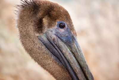 Close-up portrait of pelican outdoors