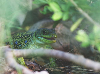 Close-up of lizard on leaf