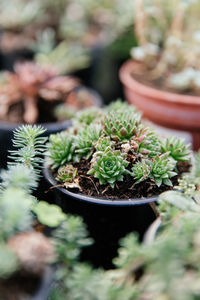 High angle view of succulent plant