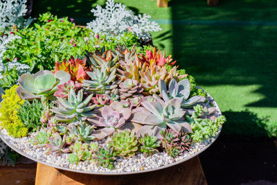 Group of cactus growth in ceramic flower pot decoration in garden.