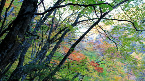 Low angle view of trees