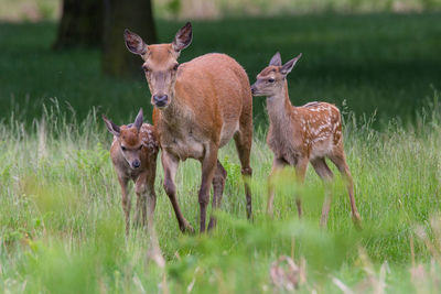 Deer in a field