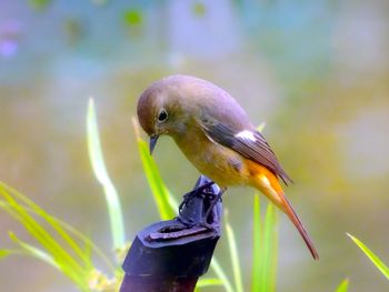 Birds have the wings to fly free in the sky that many people envy.