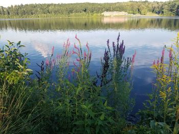 Scenic view of lake