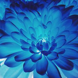 Macro shot of flower head