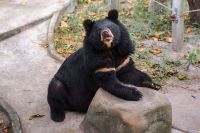 Black cat sitting in zoo