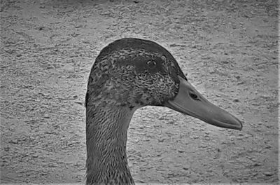 Close-up of a bird