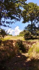 Trees on field against sky