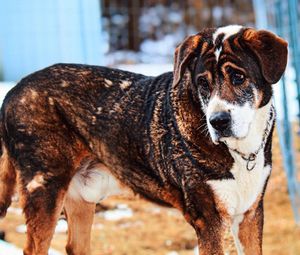 Portrait of a dog