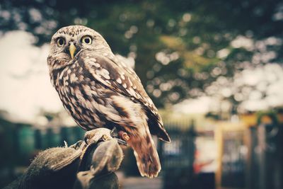 Close-up of owl perching outdoors