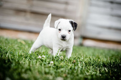 Portrait of cute puppy on grassy field