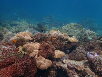 View of coral in sea