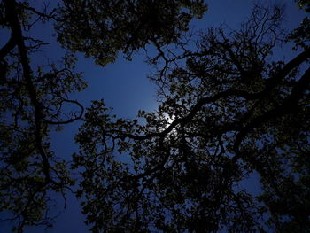 Low angle view of silhouette trees against sky at night