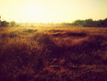 Scenic view of field against sky during sunset