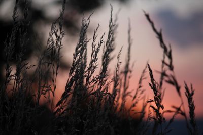 Close-up of silhouette plants on field against sky during sunset