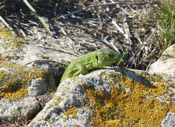 Lizard on sun 