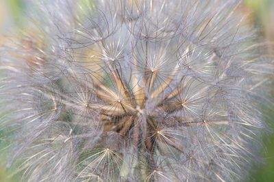 Close-up of dandelion