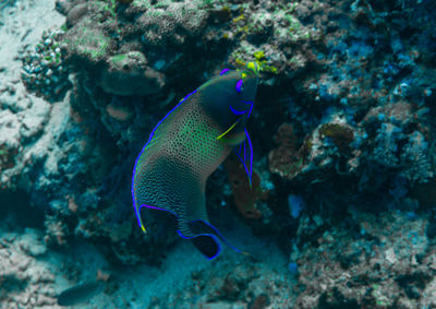 Fish swimming in sea