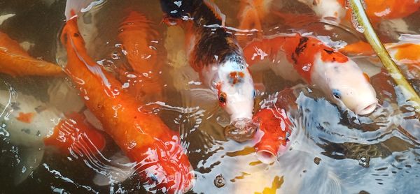 High angle view of koi carps swimming in pond