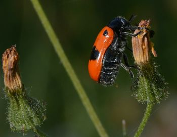 Close-up of ladybug on plant