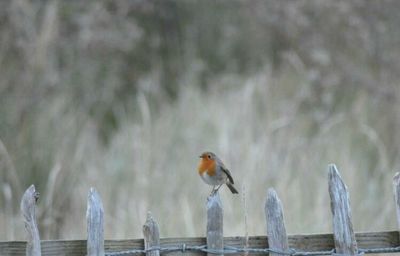 Birds perching on wire